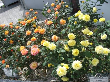 rosegarden2